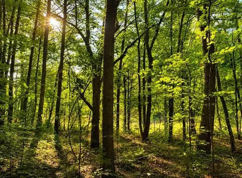 0 Three Point Rd, Tellico Plains, TN 37385