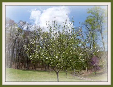 335 Devon Rd, White Pine, TN 37890 photo 30
