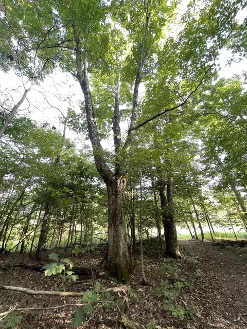 0 Waters Rd, Centerville, TN 37033 photo 13