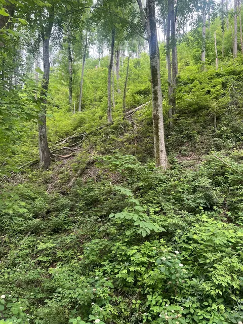 536 Deep Hollow Rd, Gatlinburg, TN 37738