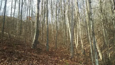 56 Red Maple Ln, Sevierville, TN 37876