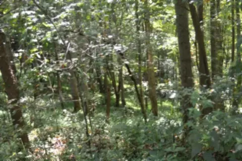 2121 Riley Creek Rd, Whitleyville, TN 38588