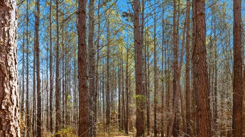 Other - 0 Fowler Rd, Beech Bluff, TN 38313 photo 10 of 17