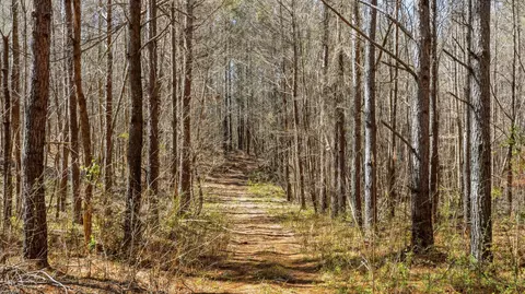 Other - 0 Fowler Rd, Beech Bluff, TN 38313 photo 15 of 17