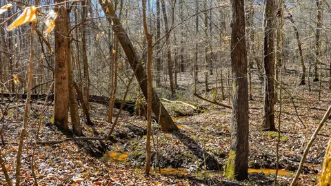 Other - 1 Fowler Rd, Beech Bluff, TN 38313 photo 10 of 15