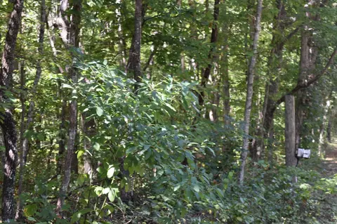 0 Lower Firetower Rd, Sequatchie, TN 37374 photo 2