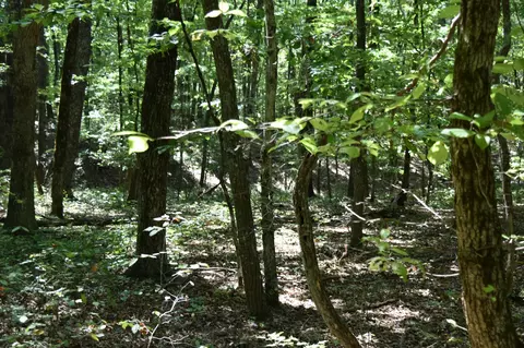 0 Lower Firetower Rd, Sequatchie, TN 37374 photo 6