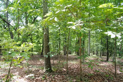 9027 Bryan Rd, Harrison, TN 37341 photo 4
