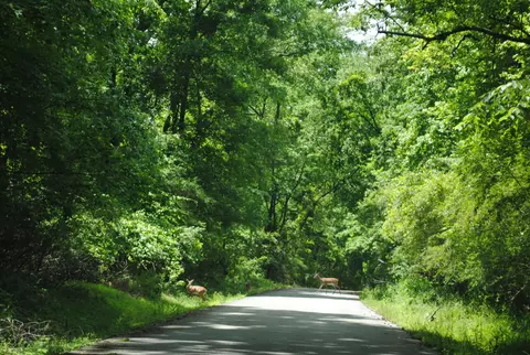 9027 Bryan Rd, Harrison, TN 37341 photo 10