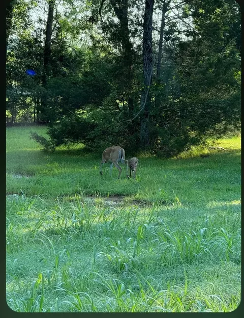 2001 Smith Hall Rd, Murfreesboro, TN 37130 photo 27