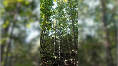 1 Ables Rd, Cherokee, AL 35616 photo 10