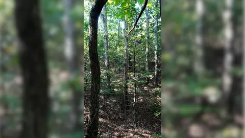 1 Ables Rd, Cherokee, AL 35616 photo 9