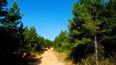 1 Ables Rd, Cherokee, AL 35616 photo 5
