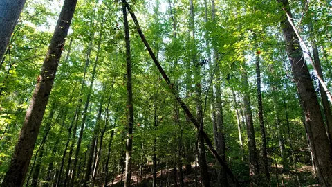 2 Ables Rd, Cherokee, AL 35616 photo 6