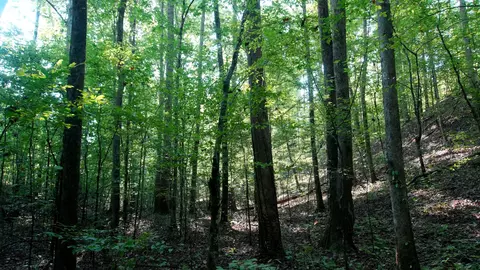 2 Ables Rd, Cherokee, AL 35616
