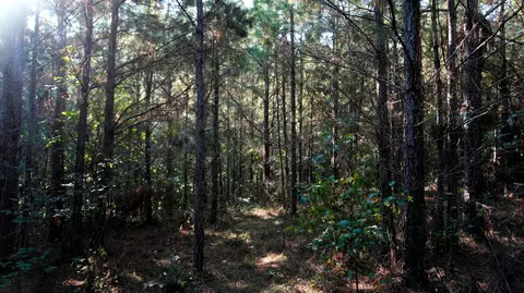 3 Ables Rd, Cherokee, AL 35616 photo 3