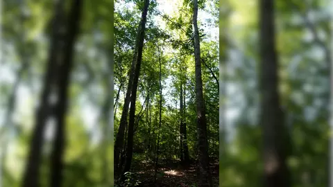 3 Ables Rd, Cherokee, AL 35616 photo 11