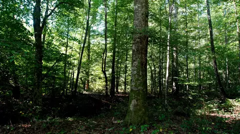 0 Ables Rd, Cherokee, AL 35616