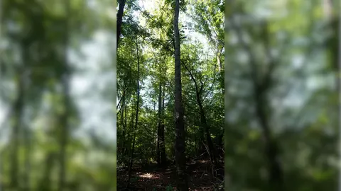 3 Ables Rd, Cherokee, AL 35616 photo 9