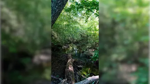 3 Ables Rd, Cherokee, AL 35616 photo 13
