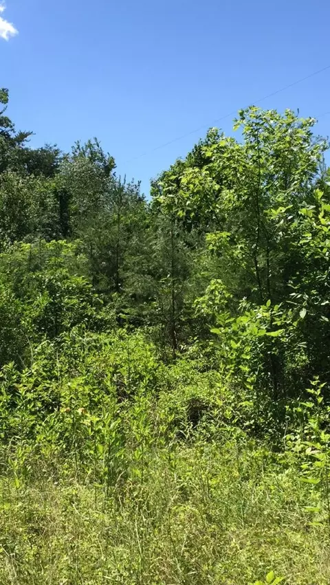 10832 Mountain Rd, Luttrell, TN 37779 photo 7