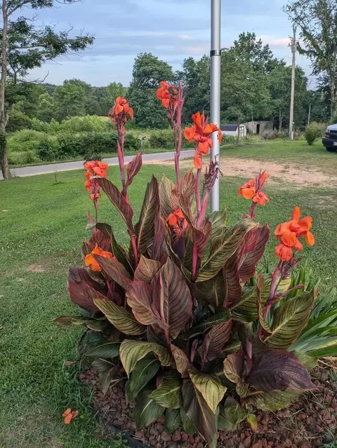 Other - 985 Ccc Rd, Mcewen, TN 37101 photo 5 of 16