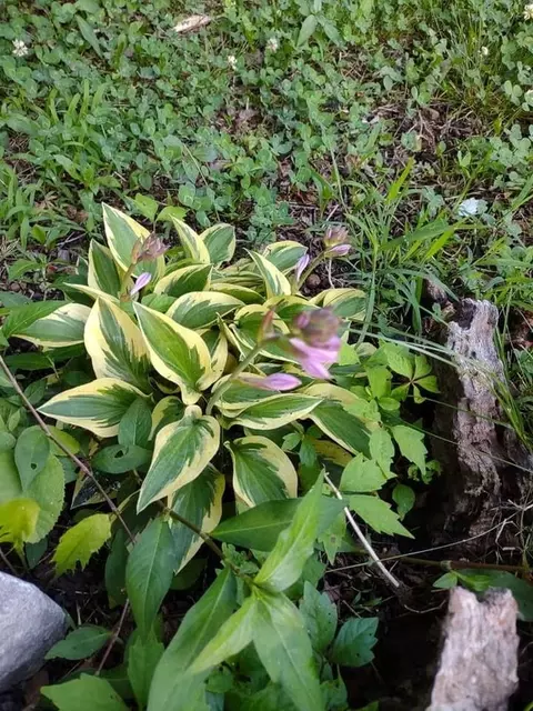 Other - 985 Ccc Rd, Mcewen, TN 37101 photo 8 of 16