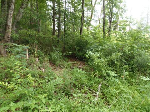 7807 Stanley Rd, Powell, TN 37849 photo 5