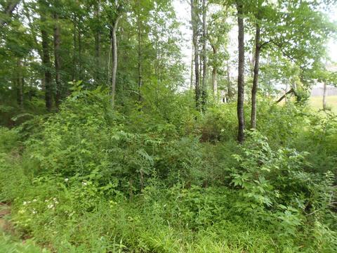 7807 Stanley Rd, Powell, TN 37849 photo 3