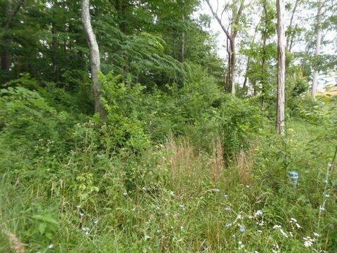 7807 Stanley Rd, Powell, TN 37849 photo 4
