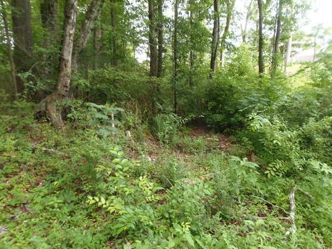 7807 Stanley Rd, Powell, TN 37849 photo 6