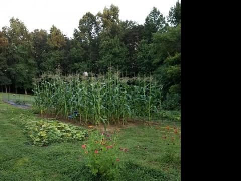 1425 Baldwin Gulf Rd, Clarkrange, TN 38553 photo 20