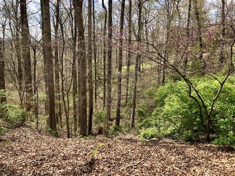 175 Apple Tree Dr, Clinton, TN 37716 photo 38
