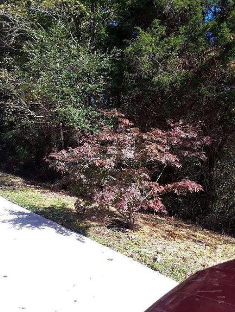 7621 Cotton Patch Rd, Corryton, TN 37721 photo 39