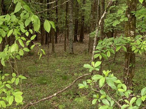 Lot 1058 Mountain View Lane, Baneberry, TN 37890