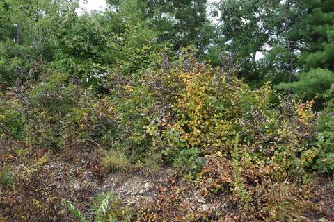 648 Hawks View Rd, Townsend, TN 37882 photo 11