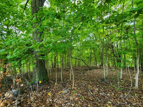 7505 Evolene Cir, Talbott, TN 37877 photo 11