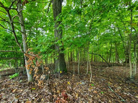 7505 Evolene Cir, Talbott, TN 37877 photo 10