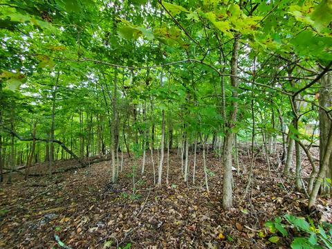 7505 Evolene Cir, Talbott, TN 37877 photo 9