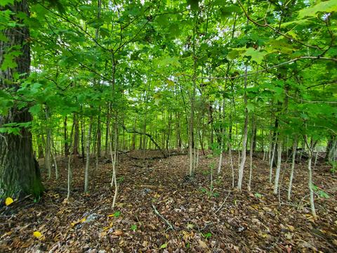 7505 Evolene Cir, Talbott, TN 37877 photo 8