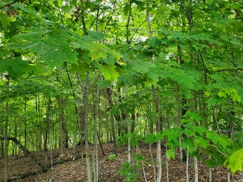 7505 Evolene Cir, Talbott, TN 37877 photo 15