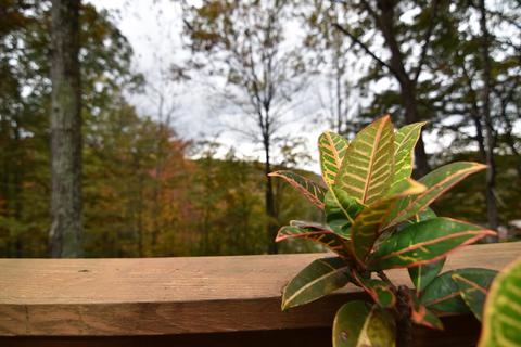 8632 Conner Rd, Powell, TN 37849 photo 16