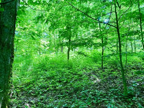 404 Cassi Rd, Chuckey, TN 37641 photo 8