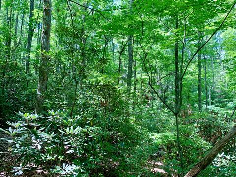 404 Cassi Rd, Chuckey, TN 37641 photo 17