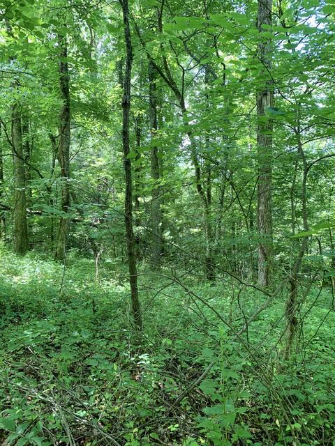 404 Cassi Rd, Chuckey, TN 37641 photo 4