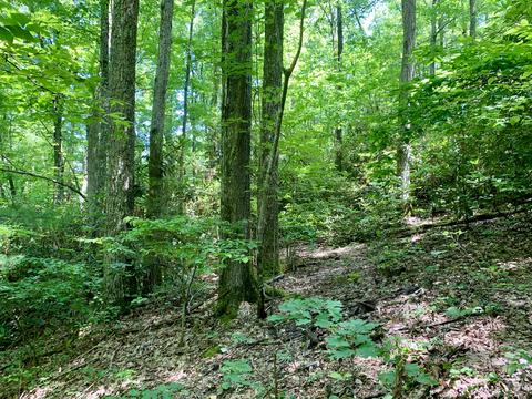404 Cassi Rd, Chuckey, TN 37641 photo 20