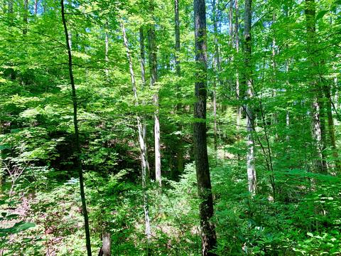 404 Cassi Rd, Chuckey, TN 37641 photo 19