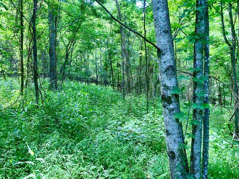 404 Cassi Rd, Chuckey, TN 37641 photo 10