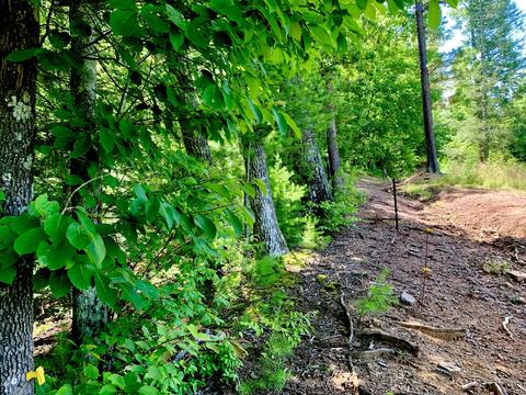 404 Cassi Rd, Chuckey, TN 37641 photo 26