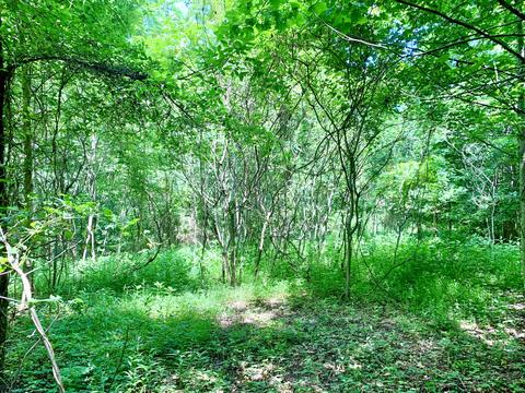 404 Cassi Rd, Chuckey, TN 37641 photo 15